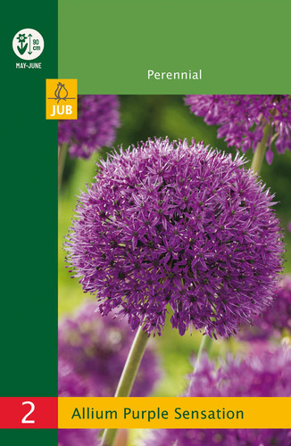 X   2 ALLIUM PURPLE SENSATION 10/12