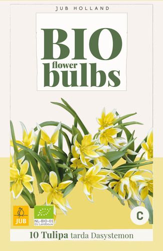 X 10 TULIPA TARDA DASYSTEMON - BIO 6/+