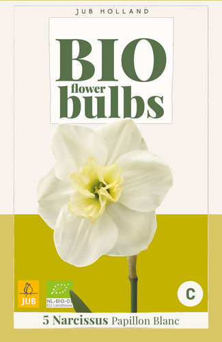 X   5 NARCISSUS PAPILLON BLANC - BIO 10/12