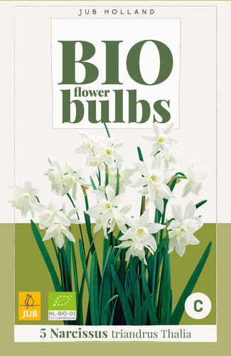 X   5 NARCISSUS TRIANDRUS THALIA - BIO 10/12