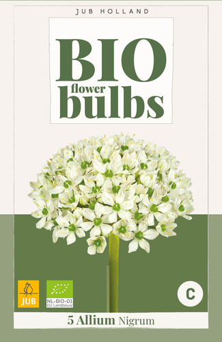 X   5 ALLIUM NIGRUM - BIO 8/+