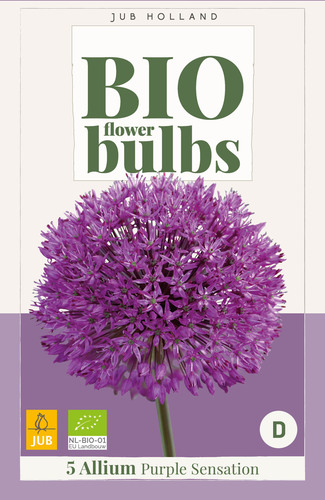 X   5 ALLIUM PURPLE SENSATION - BIO 10/12