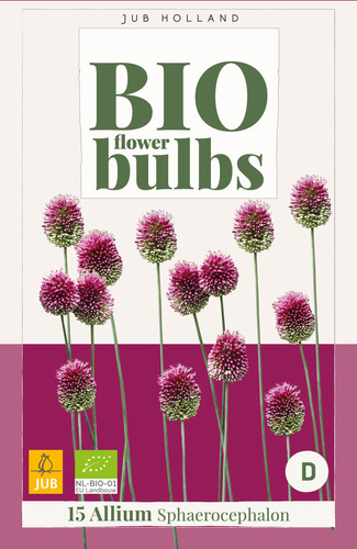 X 15 ALLIUM SPHAEROCEPHALON - BIO 5/6