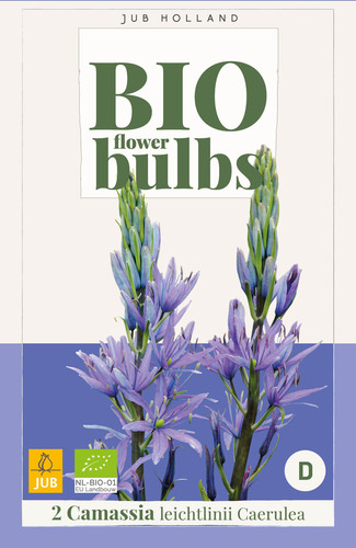 X   2 CAMASSIA LEICHTLINII CAERULEA - BIO 14/+