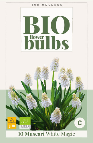 X 10 MUSCARI WHITE MAGIC - BIO 6/7