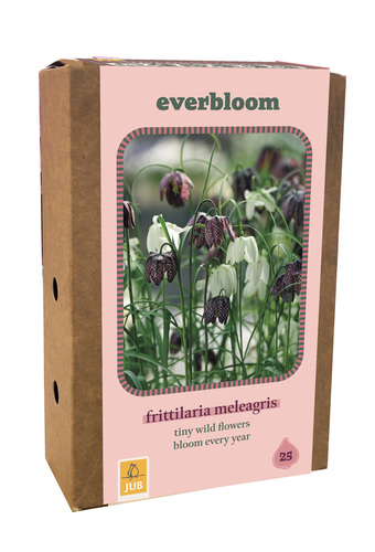 X 1 DOOS 25 EVERBLOOM FRITILLARIA MELEAGRIS 6/7