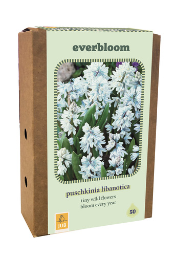 X 1 DOOS 50 EVERBLOOM PUSCHKINIA LIBANOTICA 6/7