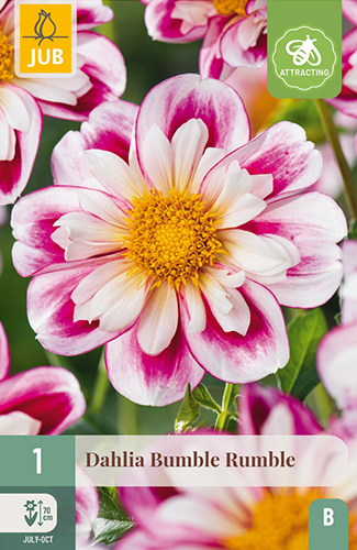 X 1 DAHLIA BUMBLE RUMBLE I