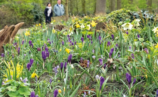 Bloembollen en vaste planten