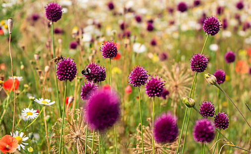 More information? Visit the Vibrant Verge website!