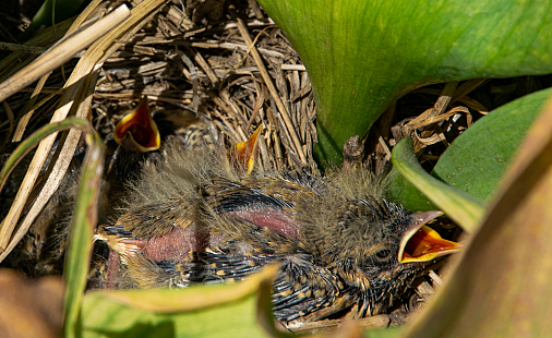 Biodiversiteit