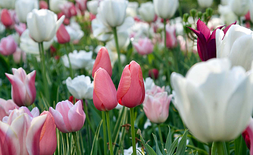 Tulpen groothandel 