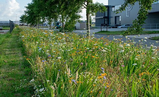 Kleurrijke transformatie op het ITC-terrein in Hazerswoude-Dorp