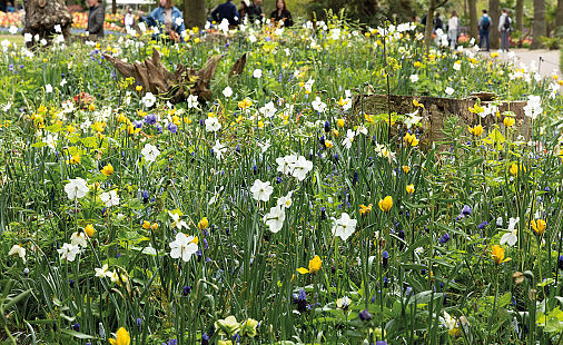 Bulb Mania @ Keukenhof - onze border van bloembollen en vaste planten 