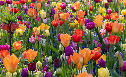 Bloembollen assortiment