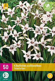 Gladiolus callianthus deals