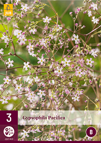 Gypsophila paniculata – Pépinière Jasmin