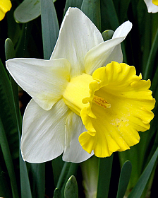 1200px-Narcissus_'