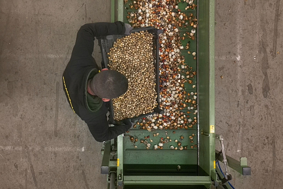 Les mélanges de bulbes à fleurs