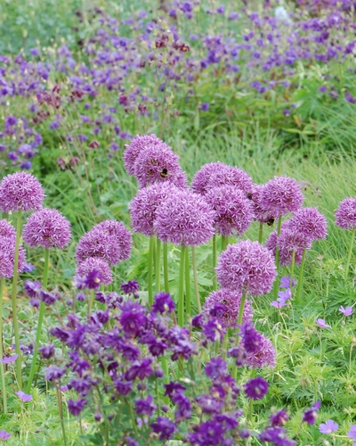 X 25 ALLIUM GLOBEMASTER 20/+ | JUB Holland