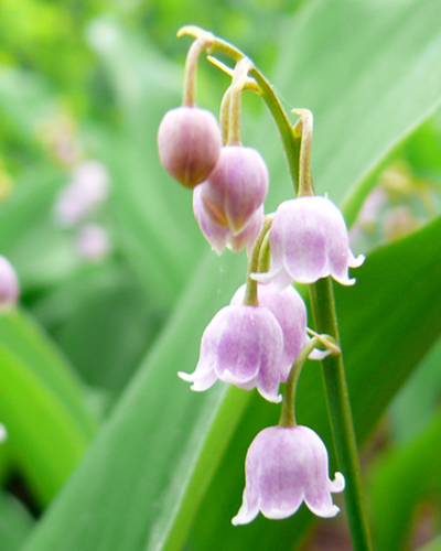 Lily-of-the-valley Plant - Convallaria Rosea