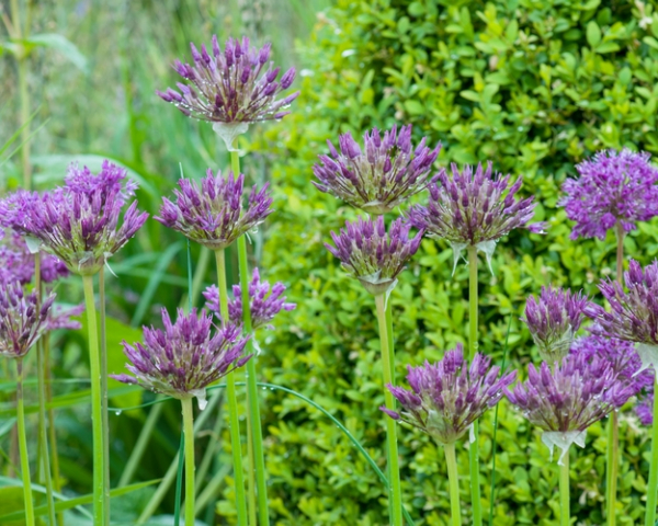 ［新品］SLOTHREAT Allium Seeds 2024 Allium A-H | Nova Zahrada nursery