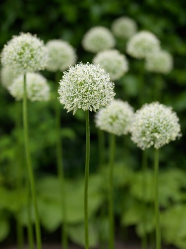 X 25 ALLIUM MOUNT EVEREST 20/+ | JUB Holland
