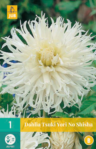 X 1 DAHLIA MY LOVE I | JUB Holland