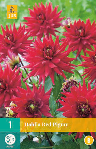 X 1 DAHLIA MY LOVE I | JUB Holland