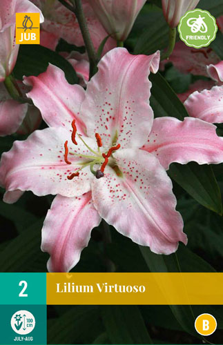 X 2 LILIUM STARGAZER 14/16 | JUB Holland