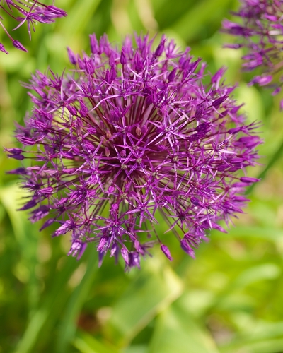 X 100 ALLIUM PURPLE RAIN 12/14 | JUB Holland