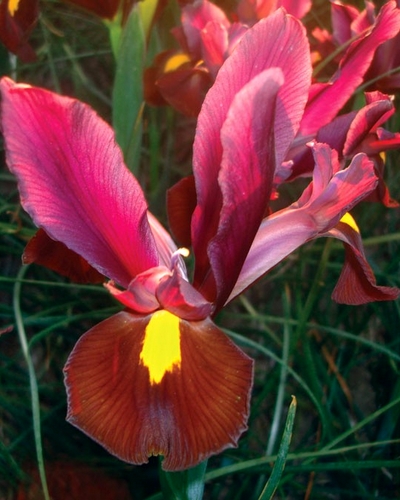 100 IRIS HOLLANDICA RED EMBER 7/8 | JUB Holland