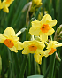 X 100 NARCISSUS GOLDEN DAWN 12/14