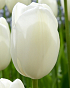 X 100 TULIPA MAUREEN 11/12