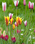 X 100 TULIPA BOTANISCH GEMENGD 6/+