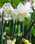 X 100 NARCISSUS PUEBLO 12/14