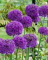 X 100 ALLIUM PURPLE SENSATION 12/14