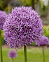 X   25 ALLIUM GLADIATOR 20/+