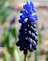 X 100 MUSCARI LATIFOLIUM 6/+