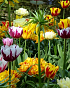 X 100 PAINTERS CHOICE I