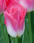 X 100 TULIPA DYNASTY 11/12