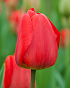 X 100 TULIPA APELDOORN 11/12