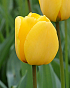 X 100 TULIPA GOLDEN OXFORD 11/12
