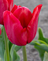 X 100 TULIPA ILE DE FRANCE 11/12