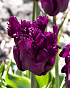 X 100 TULIPA PARROT NEGRITA 12/+
