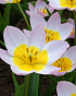 X 100 TULIPA BAKERI LILAC WONDER 6/+