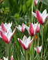 X 100 TULIPA CLUSIANA PEPPERMINTSTICK 6/+