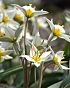 X 100 TULIPA TURKESTANICA 7/+