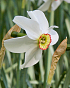 X 100 NARCISSUS RECURVUS (PHAESANTS EYE) 12/14