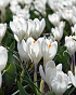 X 100 CROCUS JEANNE DARC 8/9